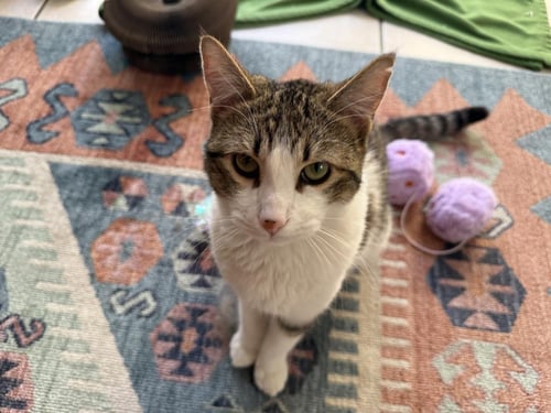 STERLING HEIGHTS - Domestic Short Hair / Tabby available for adoption