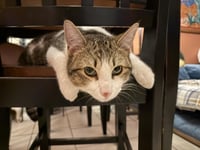 Sterling Heights - Photo 2