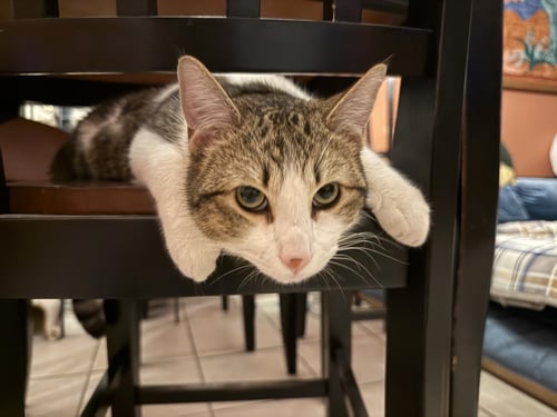 STERLING HEIGHTS - Domestic Short Hair / Tabby available for adoption