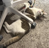 Sterling Heights - Photo 3