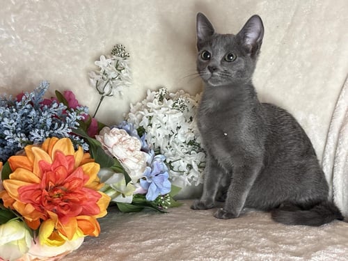 LEGS ZEZE - Domestic Short Hair available for adoption