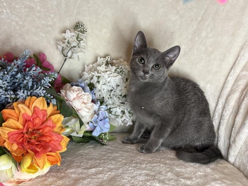 LEGS ZEZE - Domestic Short Hair available for adoption
