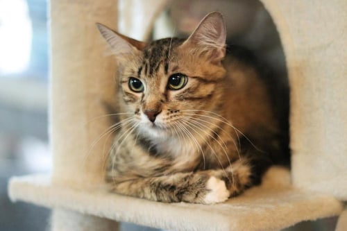 FLOOFY CUDDLESTOO - Tabby available for adoption