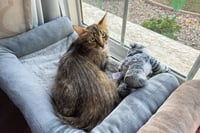 Floofy Cuddlestoo - Photo 2
