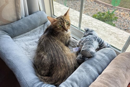 FLOOFY CUDDLESTOO - Tabby available for adoption
