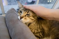 Floofy Cuddlestoo - Photo 3