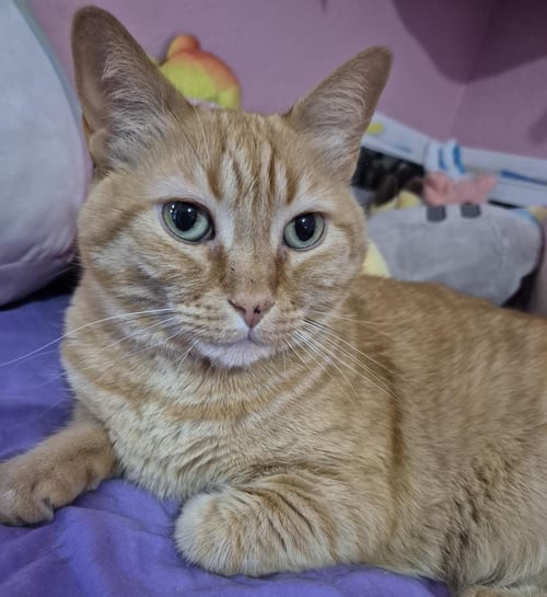 MELLY VANELLY - Domestic Short Hair / Tabby for adoption in Chandler