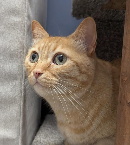 MELLY VANELLY - Domestic Short Hair / Tabby available for adoption