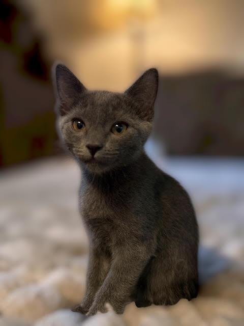 POLINA KOTENOK - Domestic Short Hair available for adoption