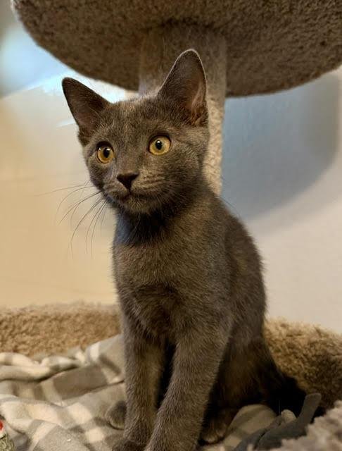 POLINA KOTENOK - Domestic Short Hair available for adoption
