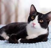 ALPHA TEST: BONDED WITH BRAVO TEST - Domestic Medium Hair / Tuxedo available for adoption