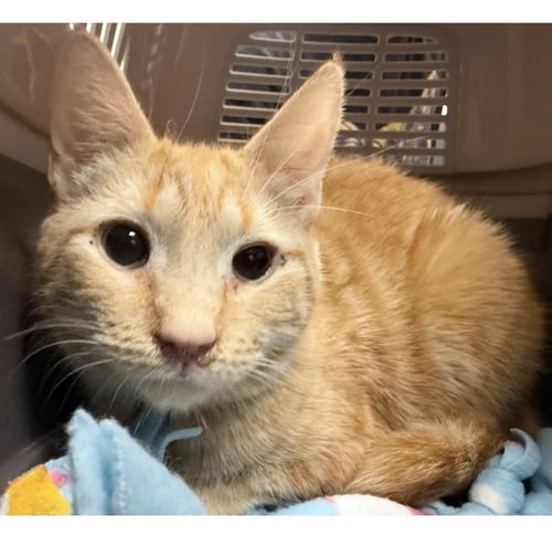 CATERPILLAR BLOSSOM - Tabby / Domestic Short Hair available for adoption