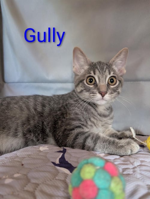 GULLY HEBER - Domestic Short Hair / Tabby available for adoption