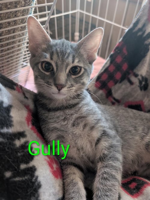 GULLY HEBER - Domestic Short Hair / Tabby available for adoption