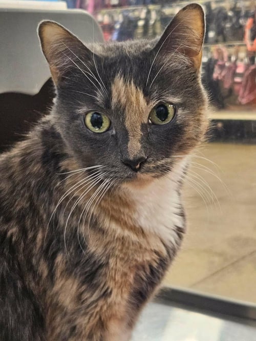 ANNIE MARIGOLD - Dilute Calico / Domestic Short Hair available for adoption