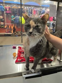 Annie Marigold - Photo 3