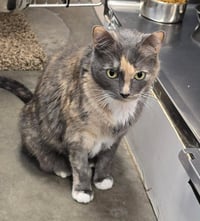 Annie Marigold - Photo 4