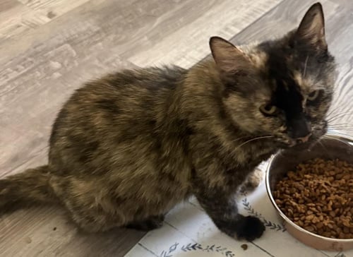 ISA MARIPOSA - Tortoiseshell / Domestic Short Hair available for adoption