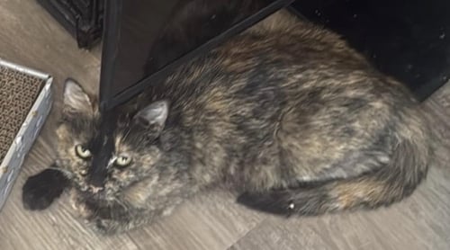 ISA MARIPOSA - Tortoiseshell / Domestic Short Hair available for adoption