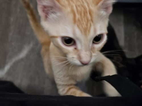 SUSAN SMOOSHIES - Domestic Short Hair available for adoption