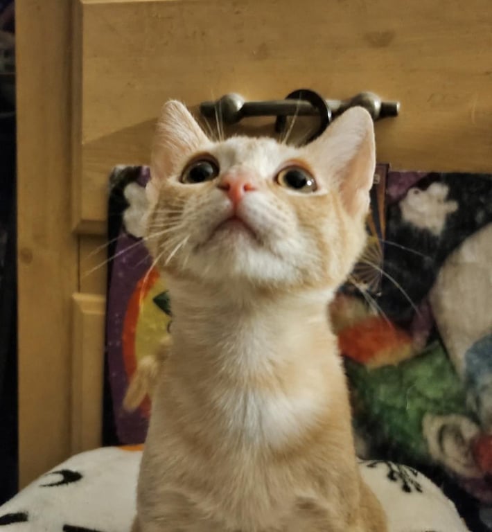 Susan Smooshies Image