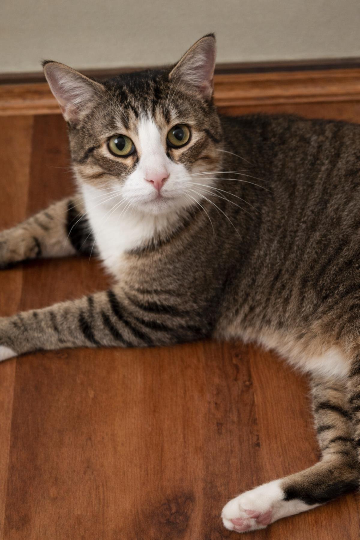 TIGER BEAUMONT - Tabby / Domestic Short Hair available for adoption