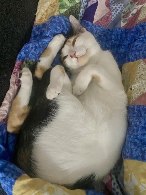 NALI CELESTE - Calico / Domestic Short Hair available for adoption