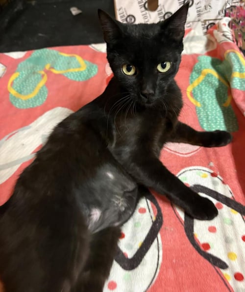 PARIS ONYX - Domestic Short Hair available for adoption