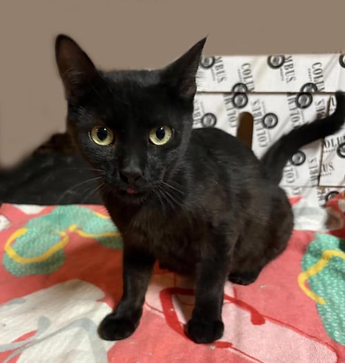 PARIS ONYX - Domestic Short Hair available for adoption
