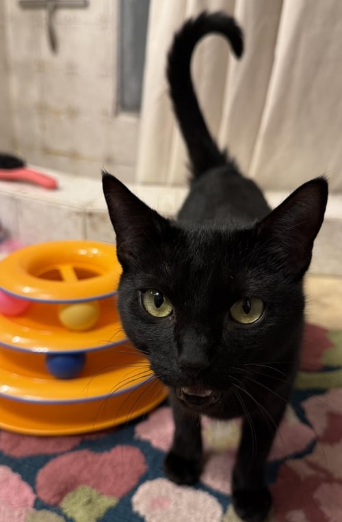 PAWLA ABDUL - Domestic Short Hair for adoption in Chandler