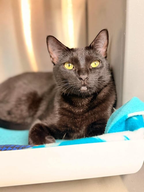 PAWLA ABDUL - Domestic Short Hair available for adoption