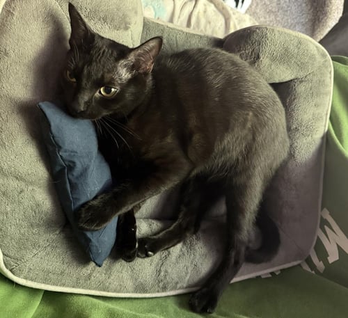 PAWLA ABDUL - Domestic Short Hair available for adoption