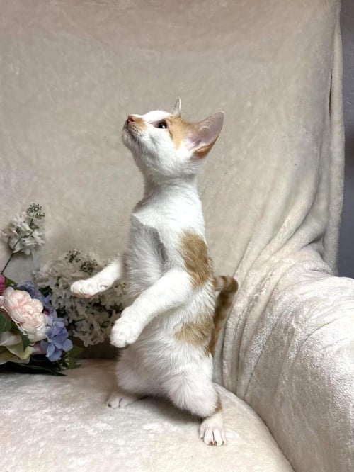 SHARP ZEZE - Domestic Short Hair available for adoption
