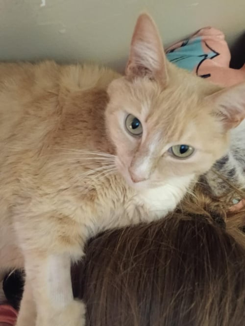 CHLOE MARIGOLD - Tabby / Domestic Short Hair available for adoption