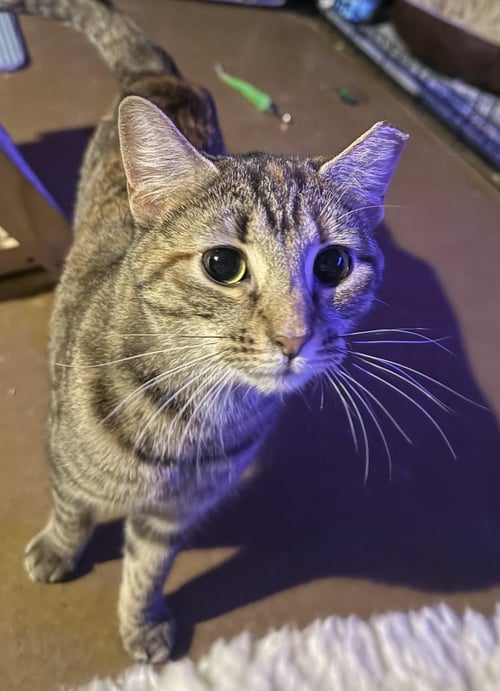 JILL MONROE - Domestic Short Hair / Torbie available for adoption
