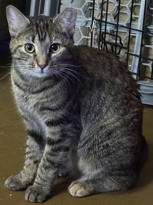 JILL MONROE - Domestic Short Hair / Torbie available for adoption