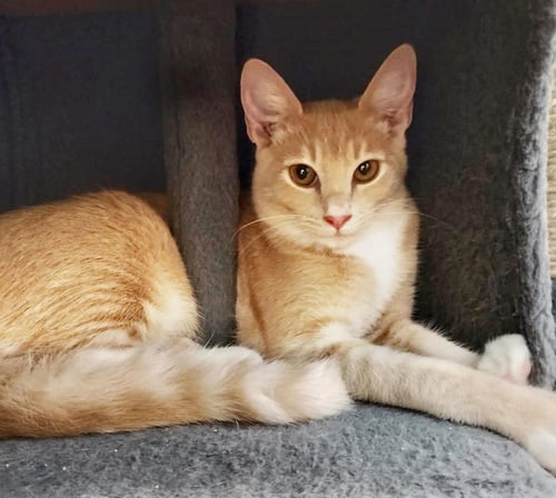 HONEYCOMB CEREAL - Domestic Short Hair for adoption in Chandler