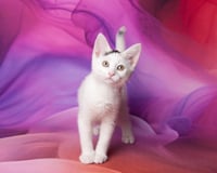 Bluebell Savant - Photo 1