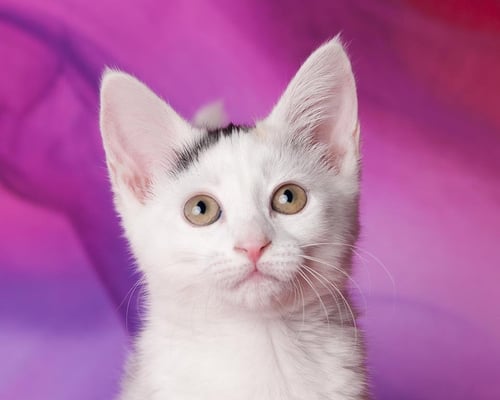 BLUEBELL SAVANT - Domestic Short Hair available for adoption