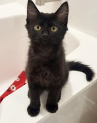 Salem Lara - Photo 3