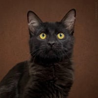 Salem Lara - Photo 1