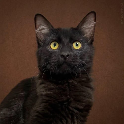SALEM LARA - Domestic Medium Hair for adoption in Chandler