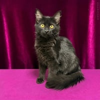 Salem Lara - Photo 2