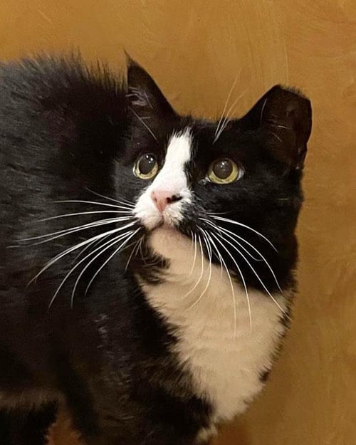 KLOE PEPPER - Domestic Short Hair / Tuxedo for adoption in Chandler