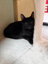 Guava Berri - Photo 2