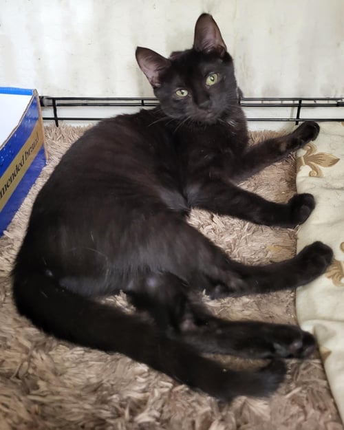 GUAVA BERRI - Domestic Short Hair available for adoption