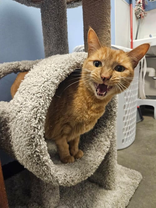 JACKIE MARIGOLD - Tabby / Domestic Short Hair available for adoption