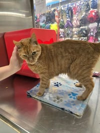 Jackie Marigold - Photo 3