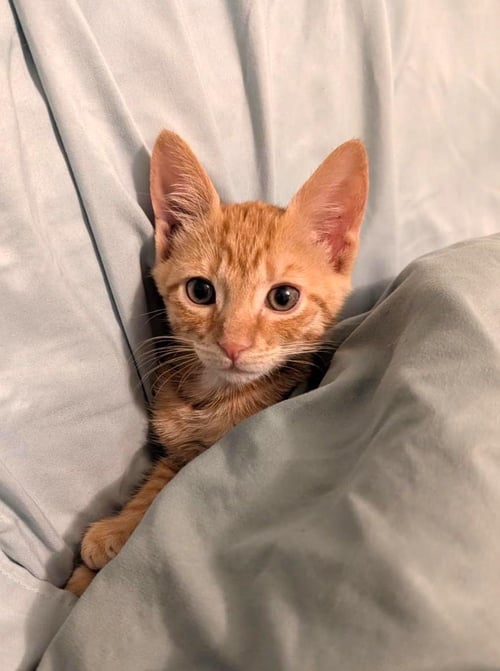 CLYDE ORANGEMAN - Domestic Short Hair / Tabby available for adoption