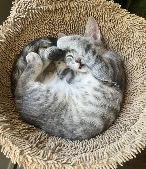 RONALDO ALLSTAR BONDED WITH MESSI - Tabby / Domestic Short Hair available for adoption